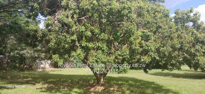Lush 4217m² Meyrick Park Stand with Mature Shade Tree
